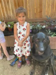 Young girl in white dress with red pattern standing next to black Labrador dog in front of raised garden beds