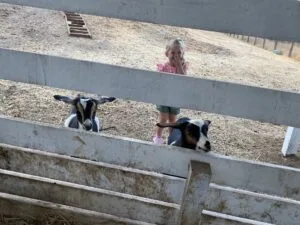 Child and two goats in concrete pen at a farm or petting zoo setting