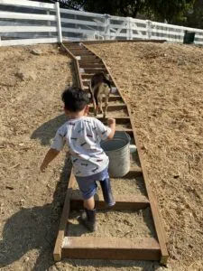 Child walking on wooden steps in dirt arena with goat and white fence in background