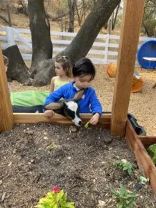 Two children in a raised garden bed, one holding a small goat, with trees and white fencing in background
