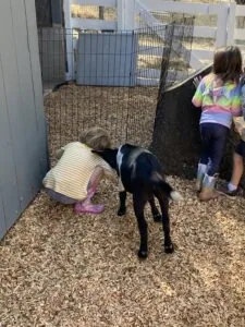 Two children interacting with a black goat in a fenced pen with wood shavings