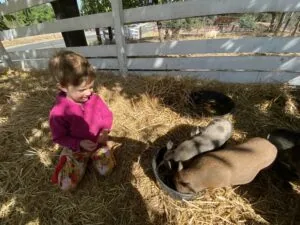 Young child in pink jacket standing in hay-filled enclosure with goats and wooden fence
