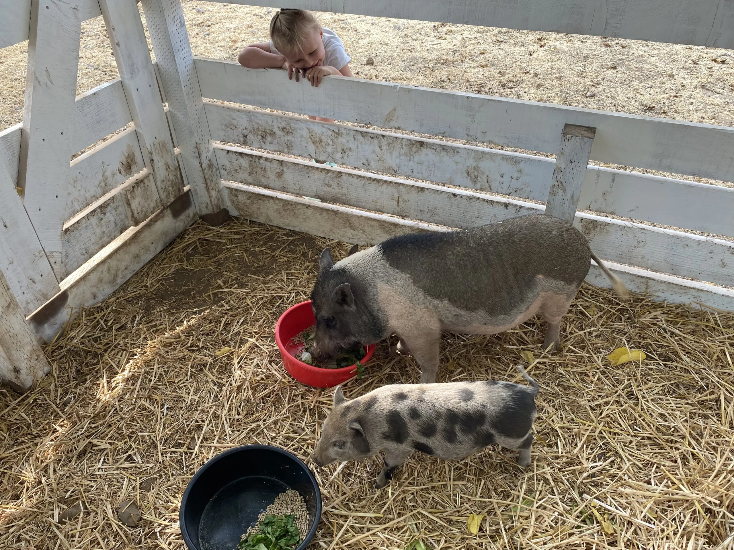 Two pigs eating from bowls in a pen while a person watches from behind a white fence