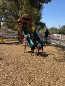 Child in pink dress playing with two dark dogs near wooden playground structure in fenced rural area with trees