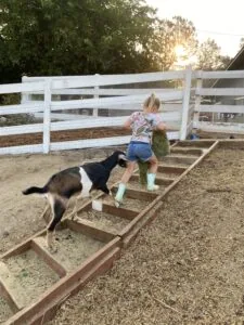 Child and goat navigating wooden ladder steps in a fenced ranch enclosure during sunset
